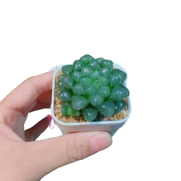 室内好养易活糯姬玉露多肉植物盆栽花卉