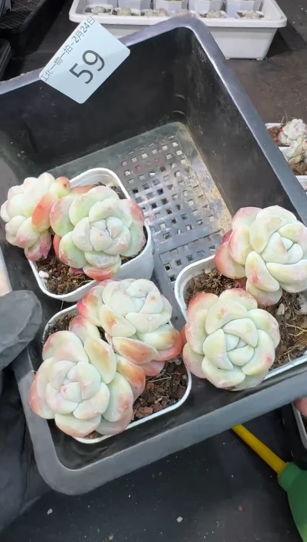 【闪购商品】59号到手1框---江北多肉