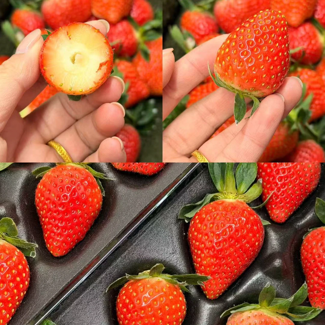 【达吾水果】宁玉隋珠·草莓2斤装