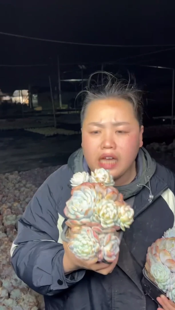 【闪购商品】30-挑头多的掐心梦露6.8