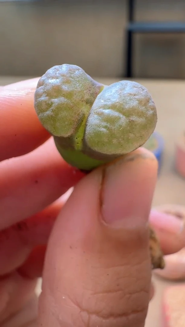 5-25多肉植物肉锥