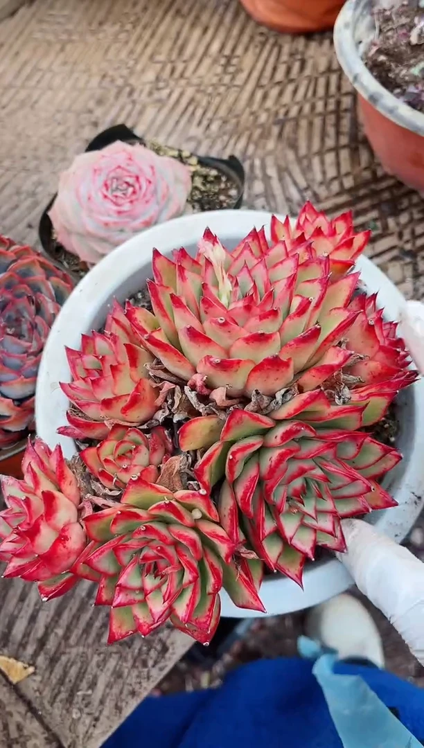 【闪购商品】03482