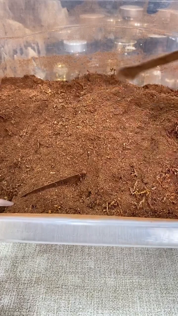 海南黄花梨老料 粉 4斤装【送30*50枕套】