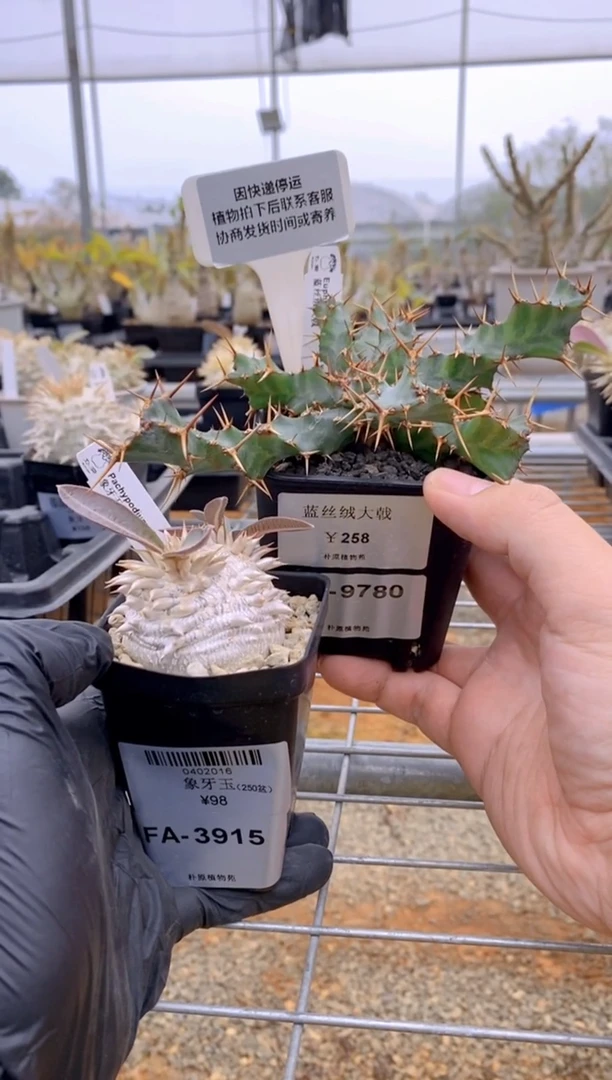 【闪购商品】蓝丝绒F-9780+象牙玉FA-3915