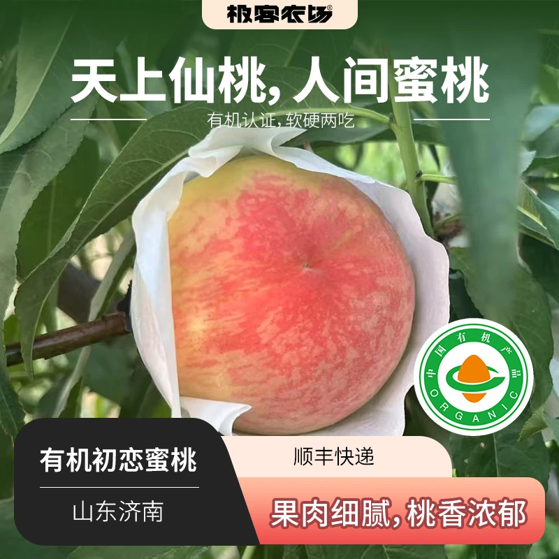 有机初恋蜜桃 果肉细腻桃香浓郁软硬两吃 越软口感越惊艳 4只顺丰