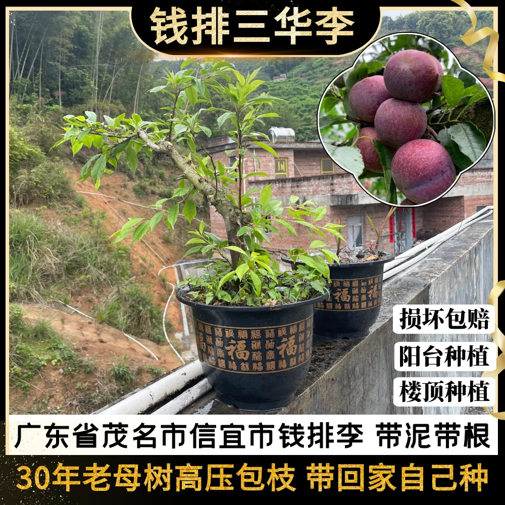正宗钱排银妃三华李子带泥带土带根包须高压包枝广东省茂名市信宜