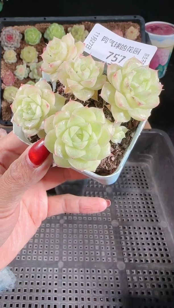 1127-757群生不包整