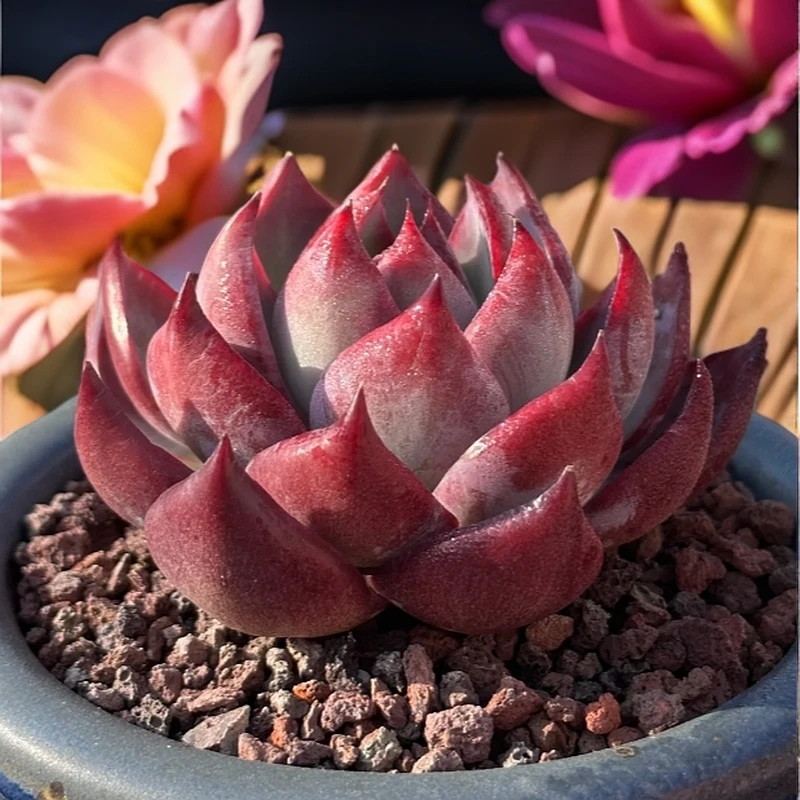 【老王多肉】惊鸿仙子  三年控养 精品多肉