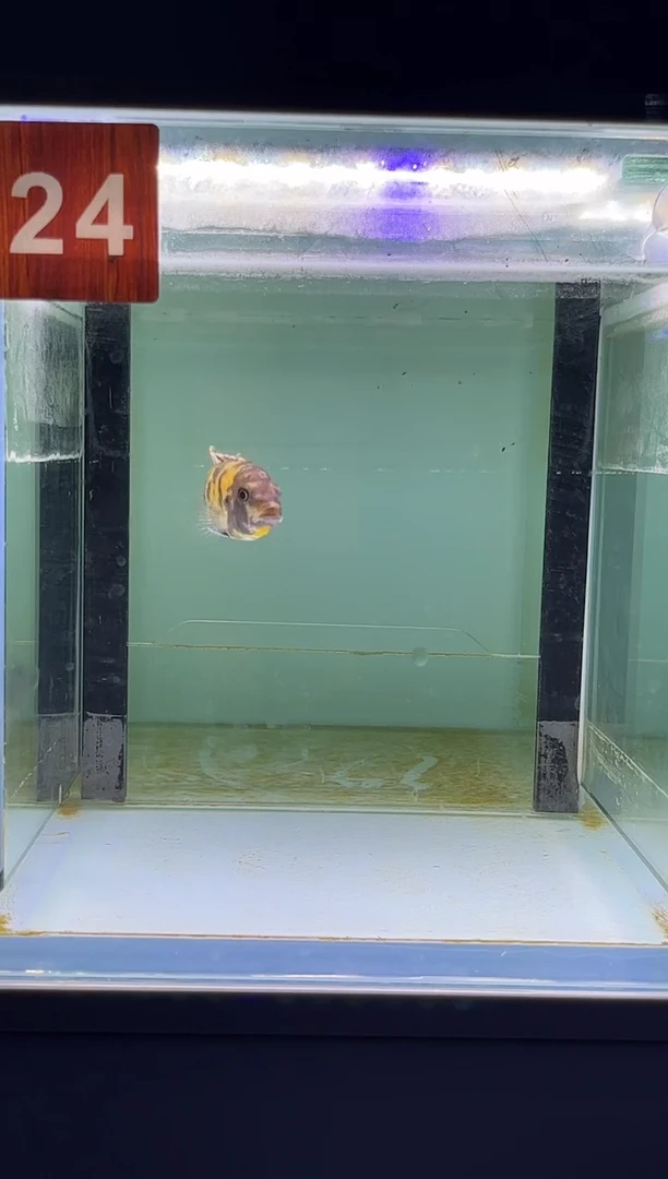 海水鱼三湖慈鲷人工