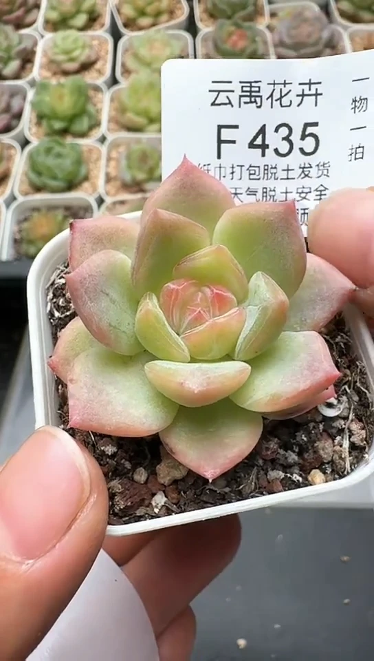 435F云禹多肉植物 默认脱土纸巾打包 3颗包邮