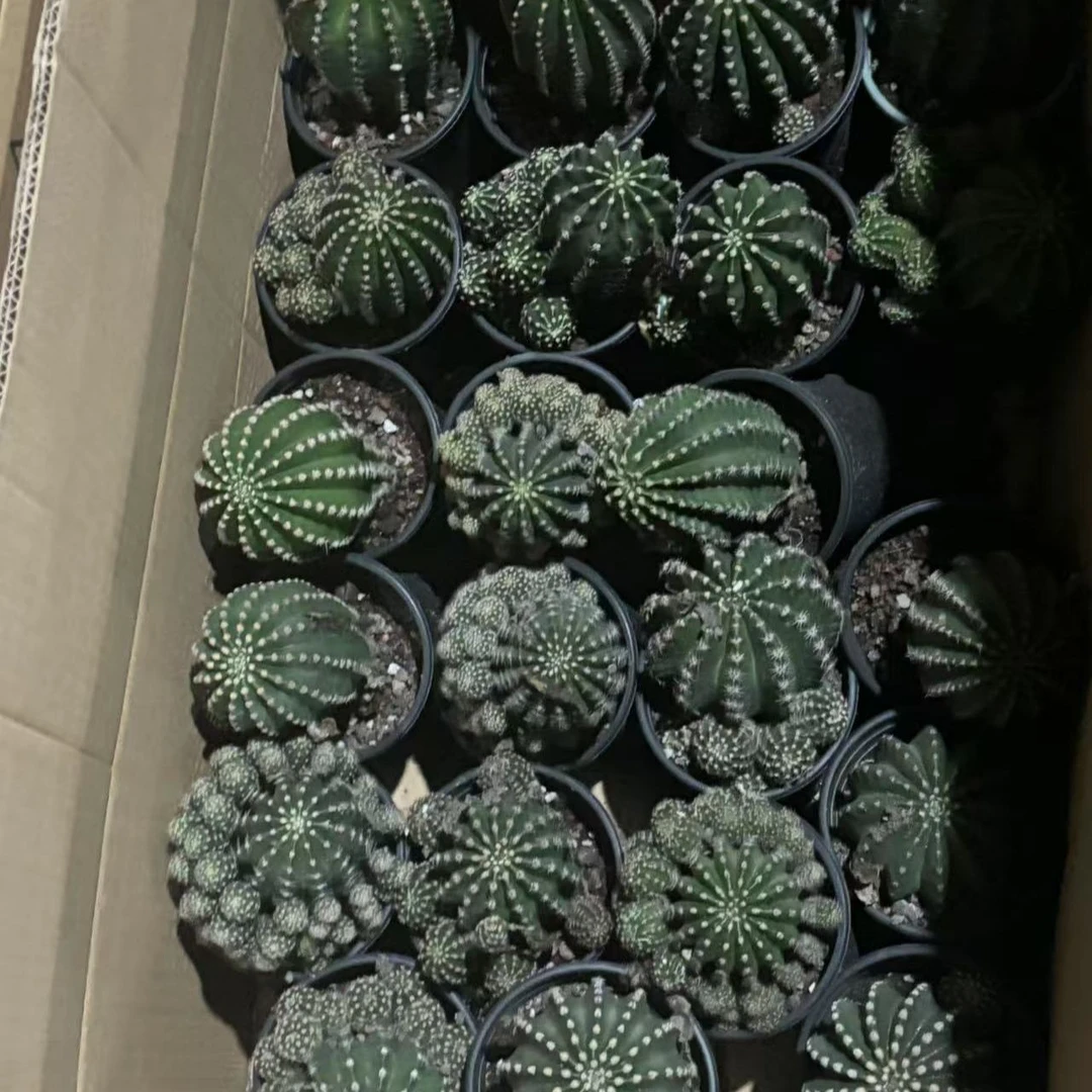 8颗 实生根 金刚彩草 4-6cm