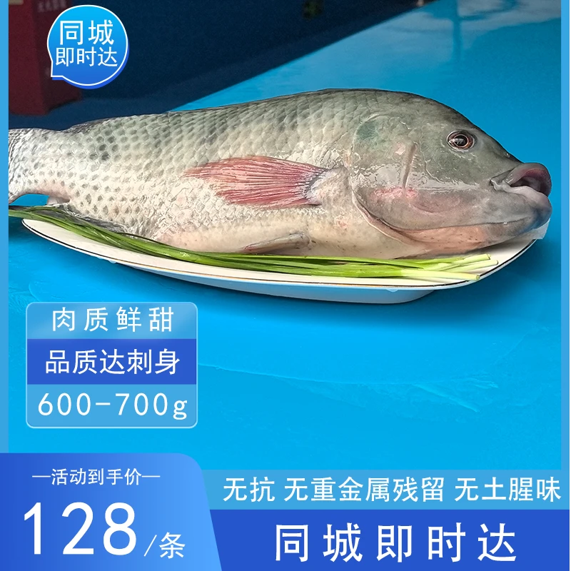 招牌无抗罗非鱼[即时达]