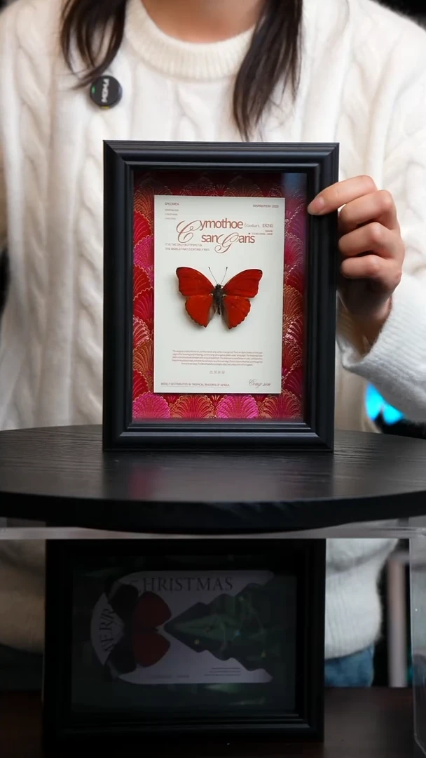 血漪蛱蝶红布底新版本