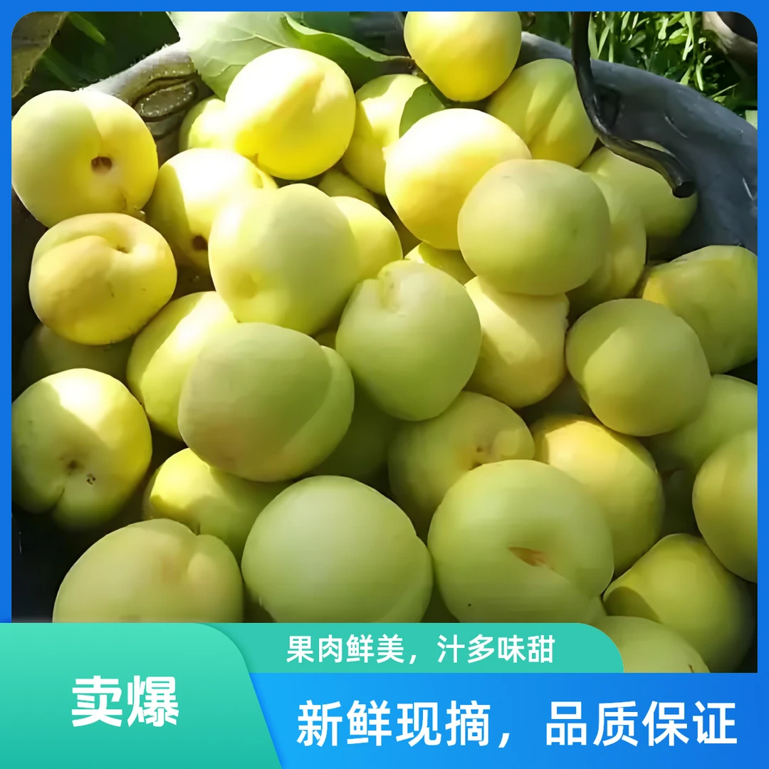 【密云香白杏】1-5斤现摘现发北京市