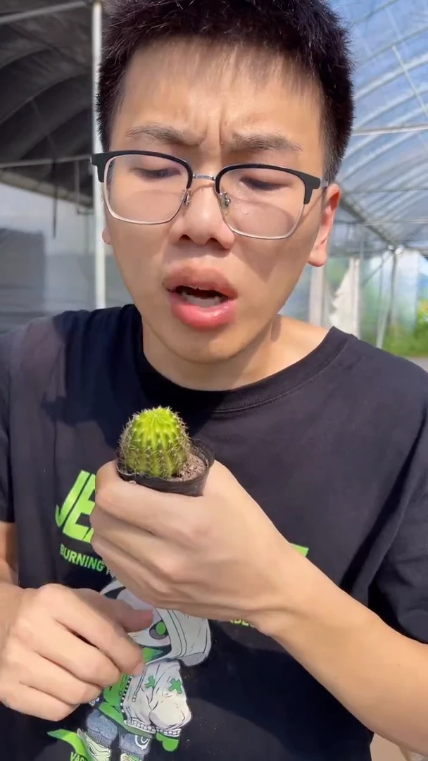10颗 徒长 丽花【实生根】