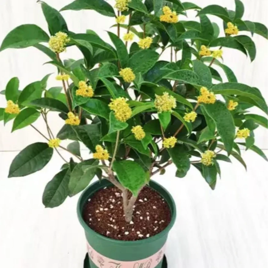 四季桂花盆栽浓香型庭院阳台绿植好养花卉