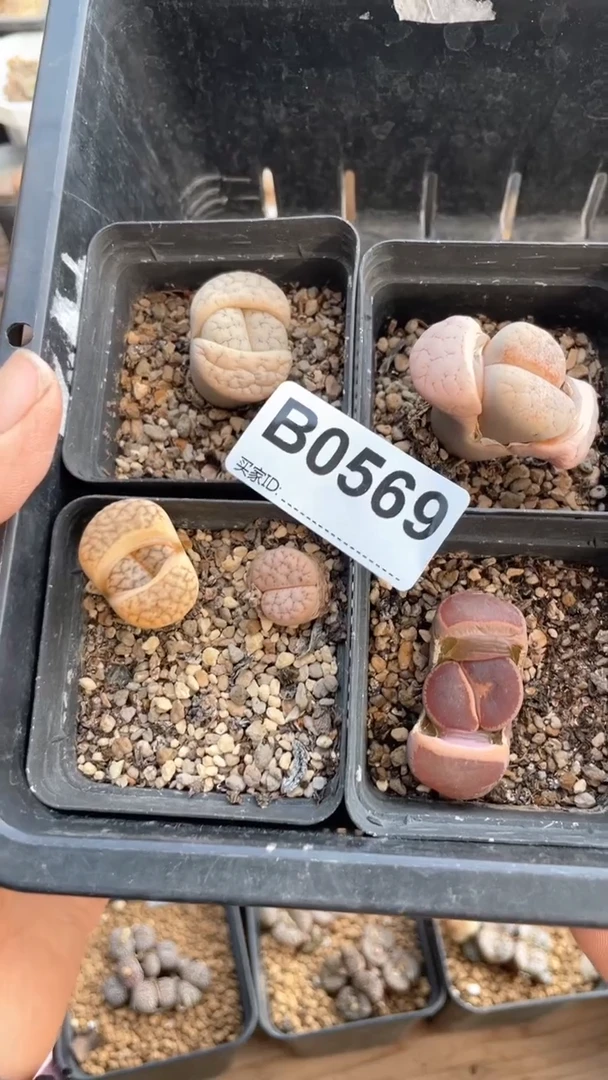 【闪购商品】0569直播一物一拍