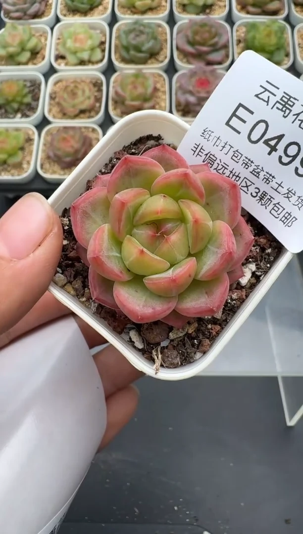 499E云禹多肉植物 带盆土纸巾打包 3颗包邮