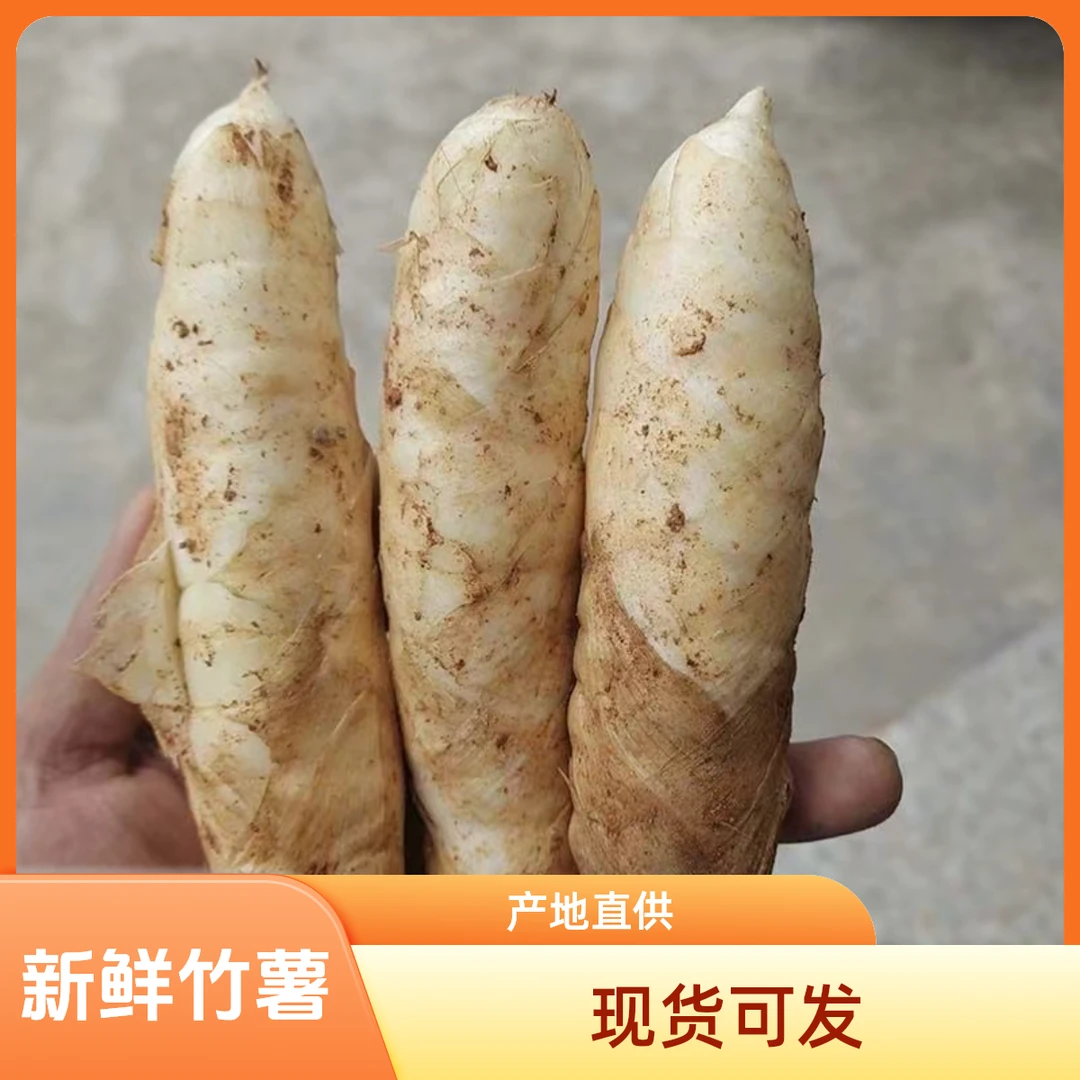 5斤现货3斤2斤新鲜竹薯冬粉薯竹芋冬笋薯小竹根薯煲汤煎煮