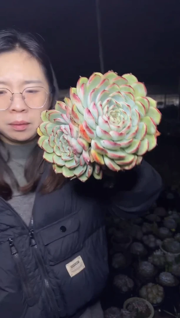 露养区双头起荷花 3.99