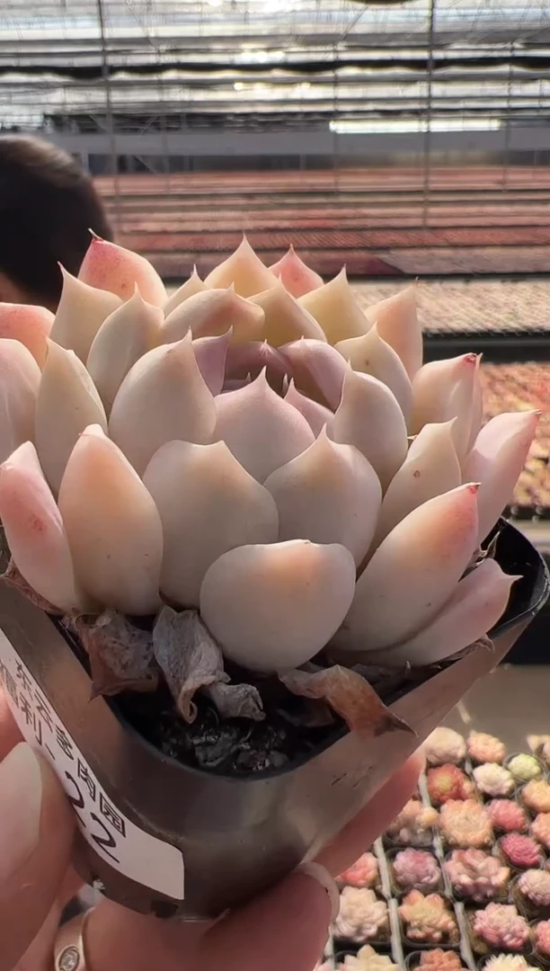 【闪购商品】福利-22