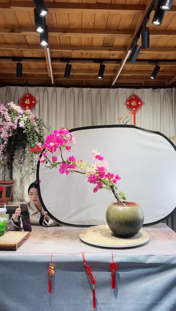 【闪购商品】盆景金心双色