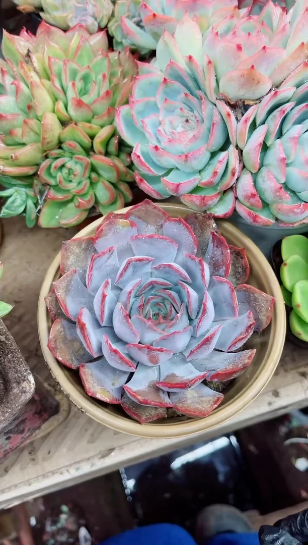 菲*25034多肉植物一物一拍