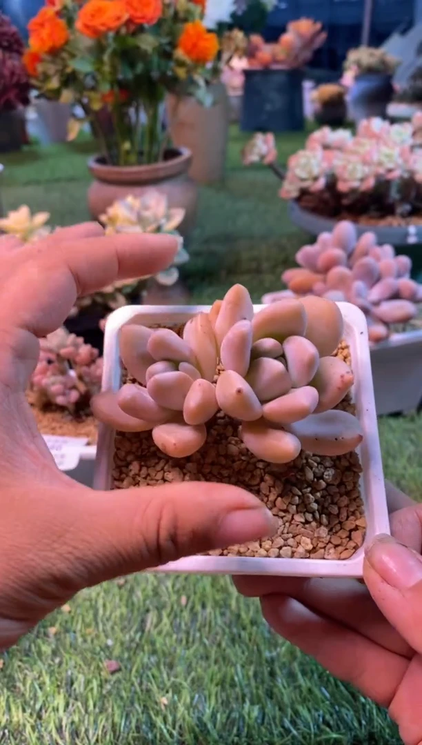 0348aa（满28包邮发货）