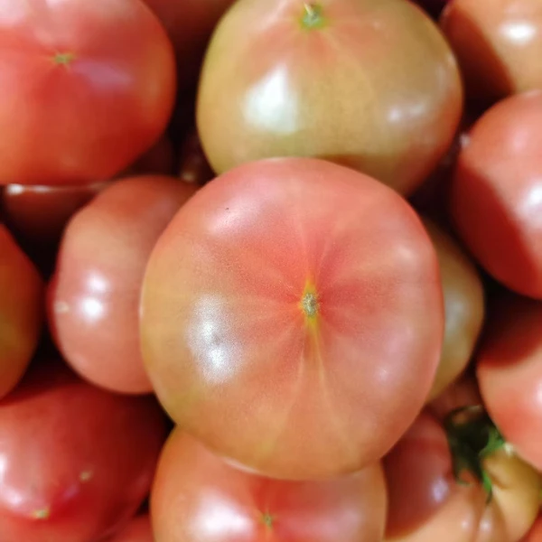 京东快递-本地大棚水果西红柿汁多味好现摘现发拍5斤发6斤新鲜沙瓤西红柿天津市