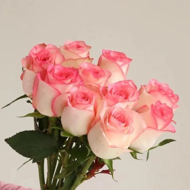 【花伴水】艾莎玫瑰情人节玫瑰花云南直发品质鲜切花