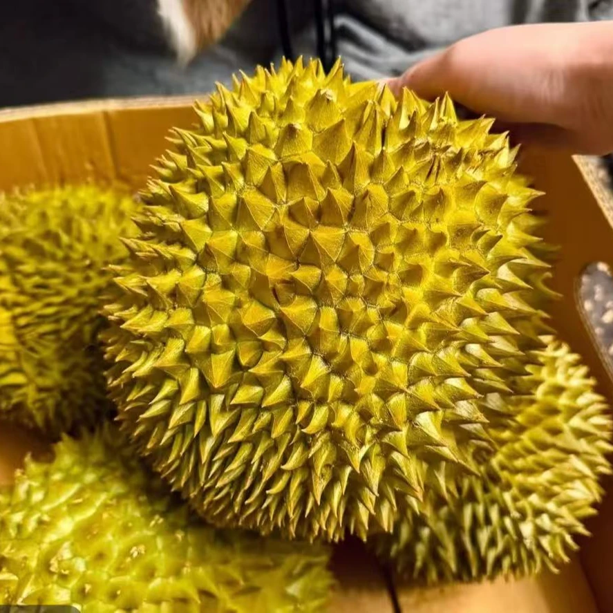 【顺丰次日到】泰国进口自然树熟金枕鲜榴莲甄选香甜顺丰空运包邮7-10斤肉厚核小干包黄肉新鲜金枕金枕泰国东部