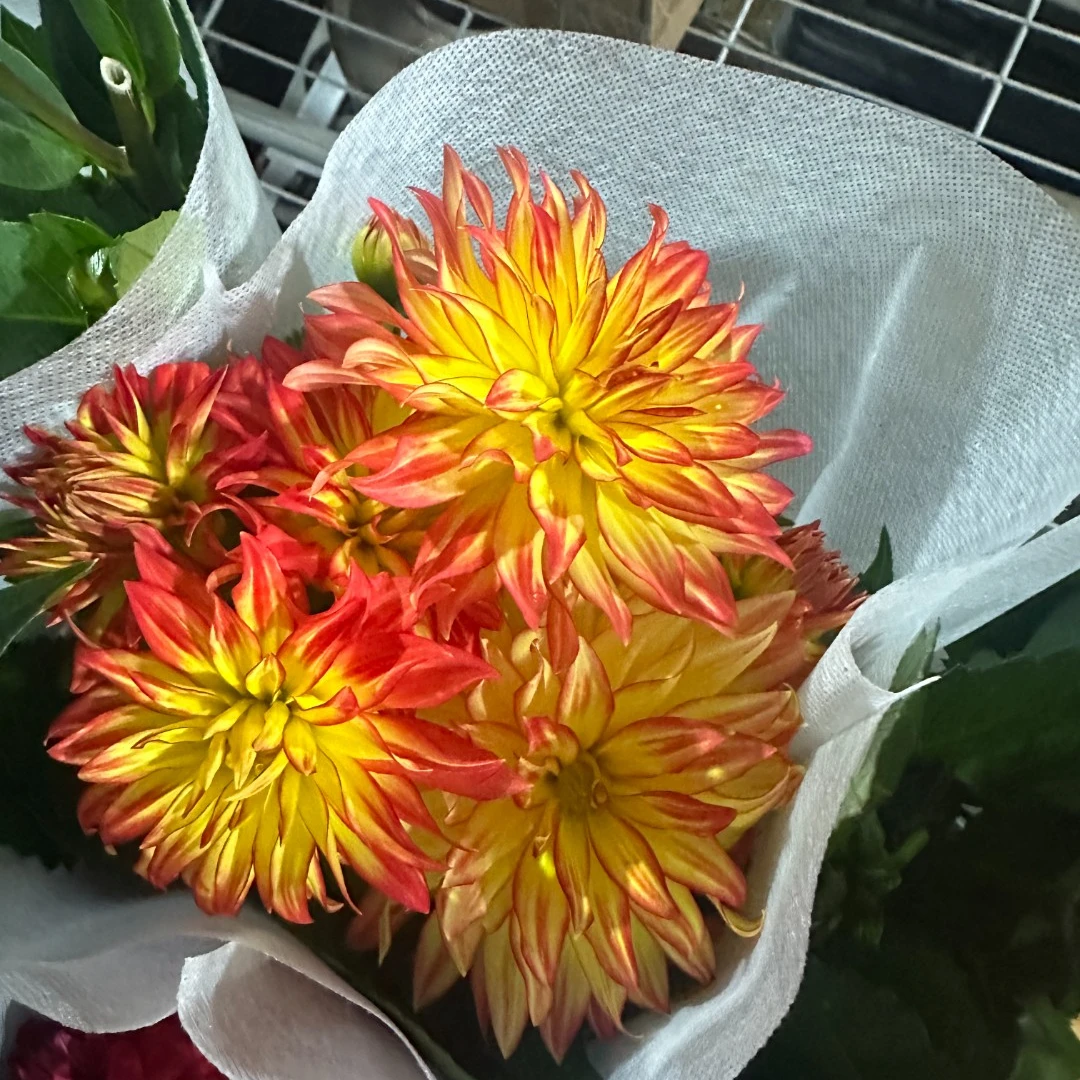 小丽花带花苞发货