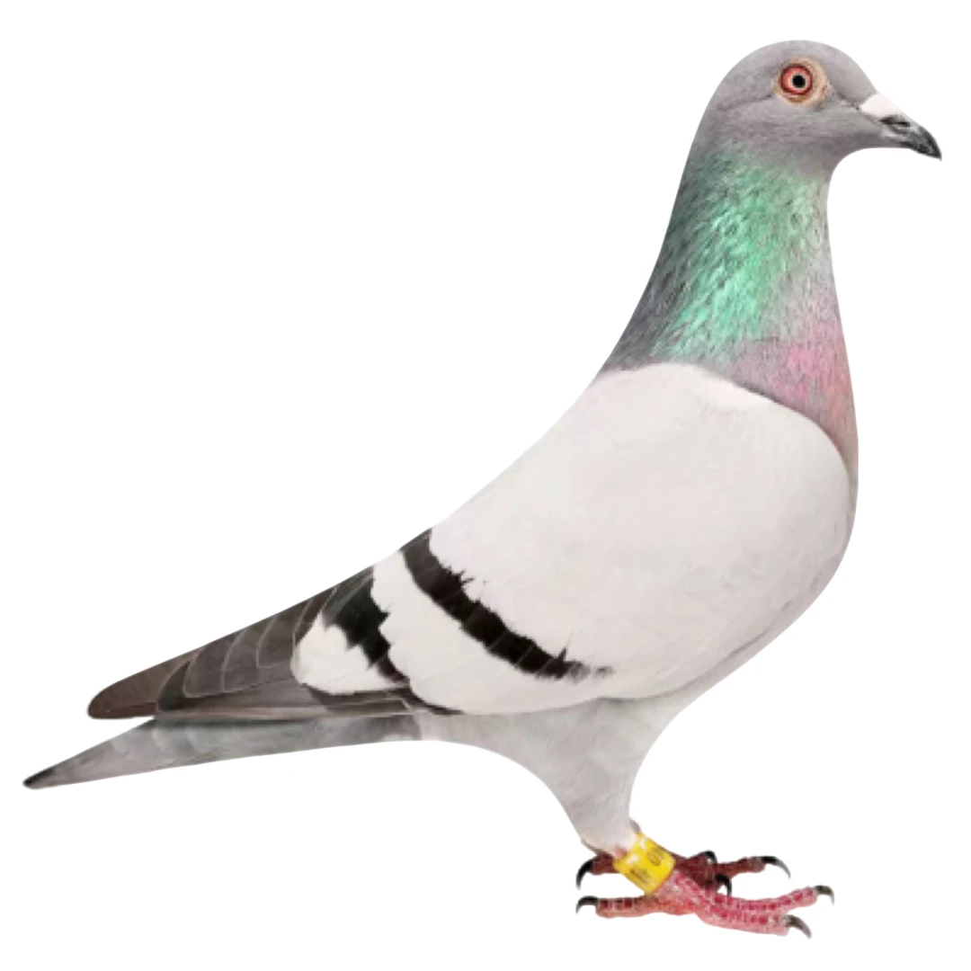 信鸽赛鸽拍单工具便捷实用鸽子用品