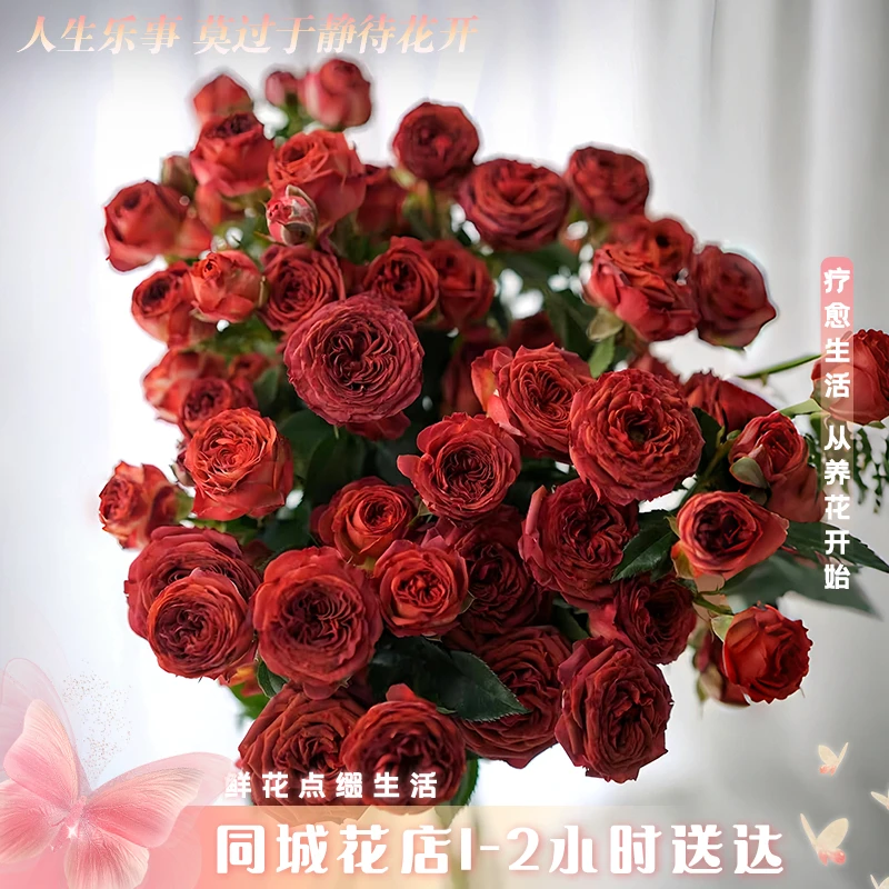 2单起送【小时达·巧克力泡泡】5枝巧克力泡泡鲜切花小时达家居花