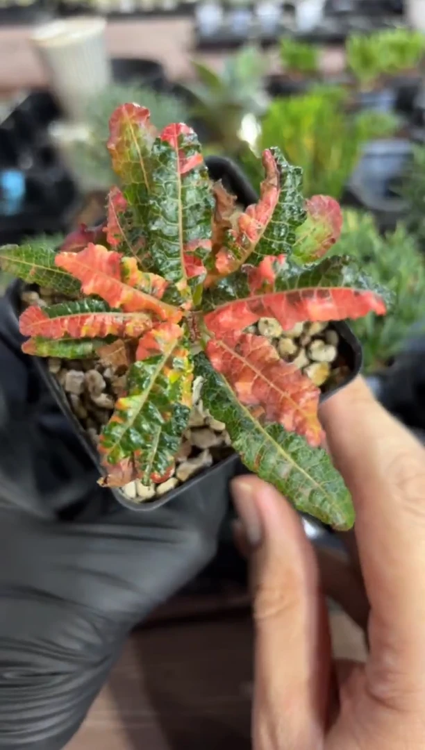 娜娜乳香锦FC-9921