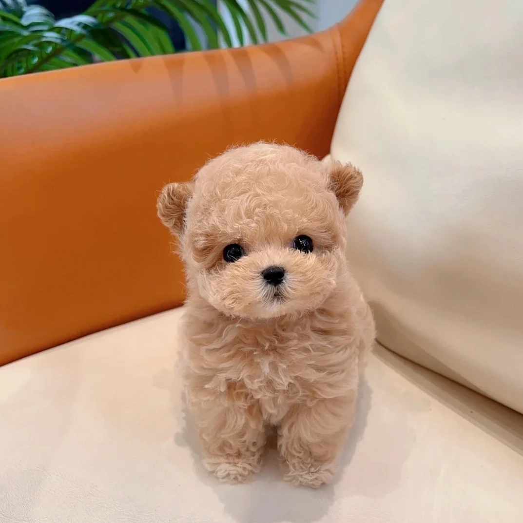 乔贝萌宠专属  泰迪熊 小体比熊 韩系比熊 马尔泰泰迪 幼犬