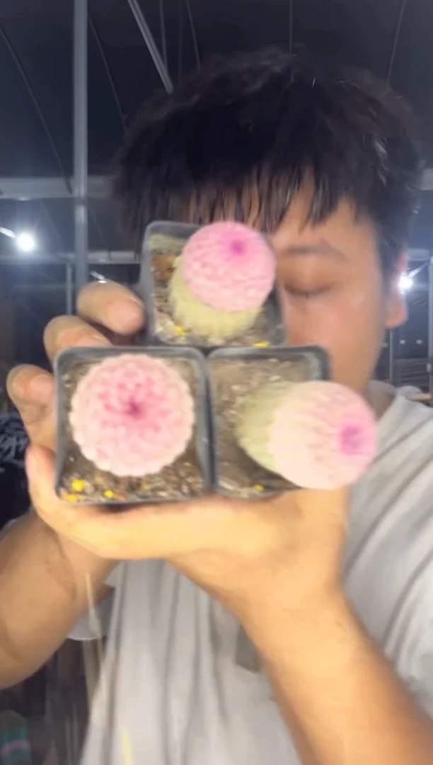 3颗 实生根 单头 红太阳