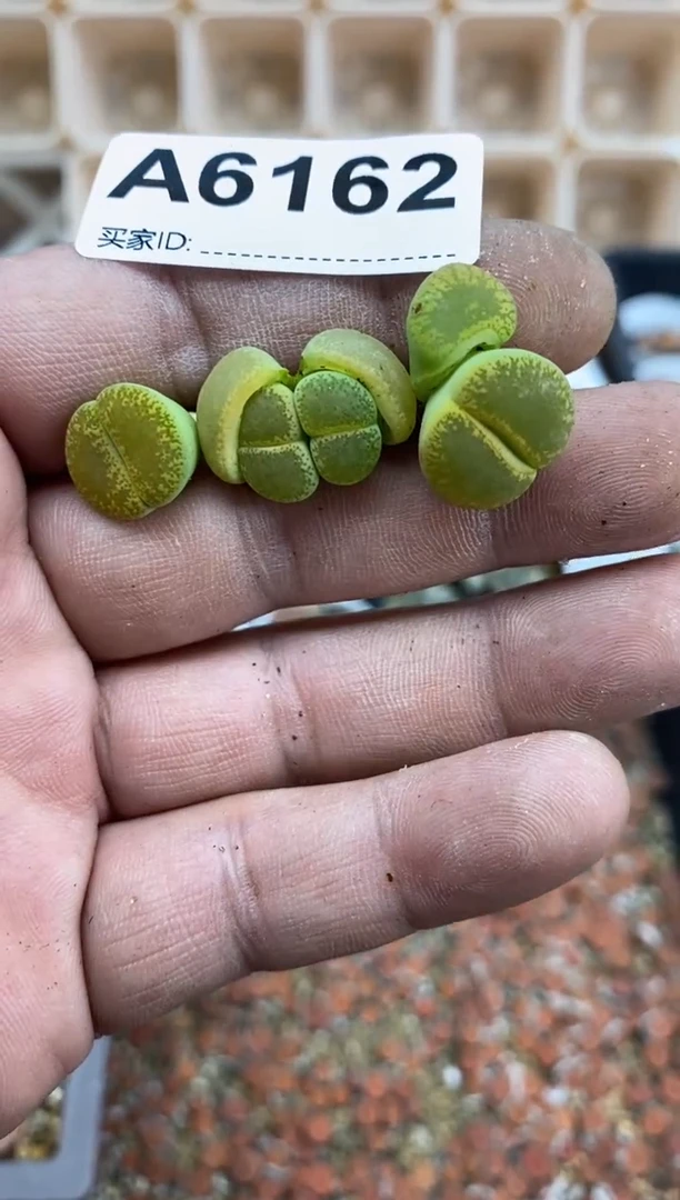 【闪购商品】6162直播一物一拍