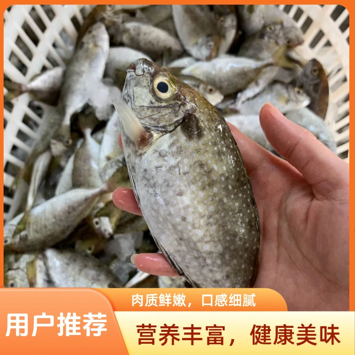 广东新鲜海鲜泥猛鱼【大号一斤3-4条肉多或小号一斤7-9条，到手4斤】