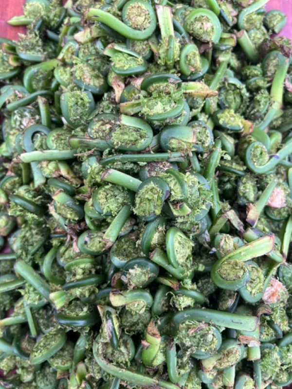 黄瓜香头  顺丰包邮