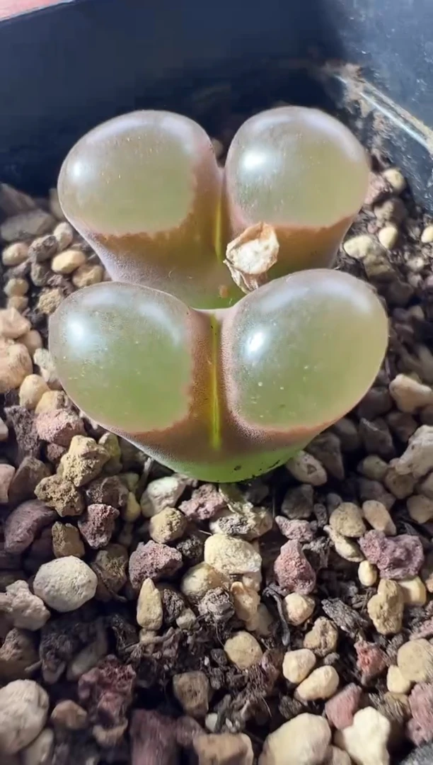 一物一拍         927