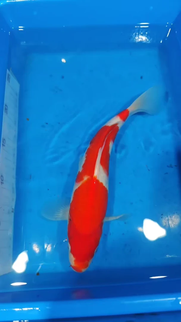 锦鲤10-佐藤红白（锦鲤统一发顺丰空运到付）