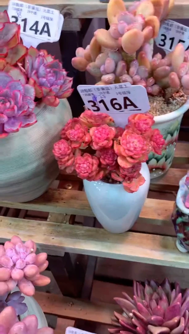 316A（一物一拍，精品多肉，w所见即所得 ）