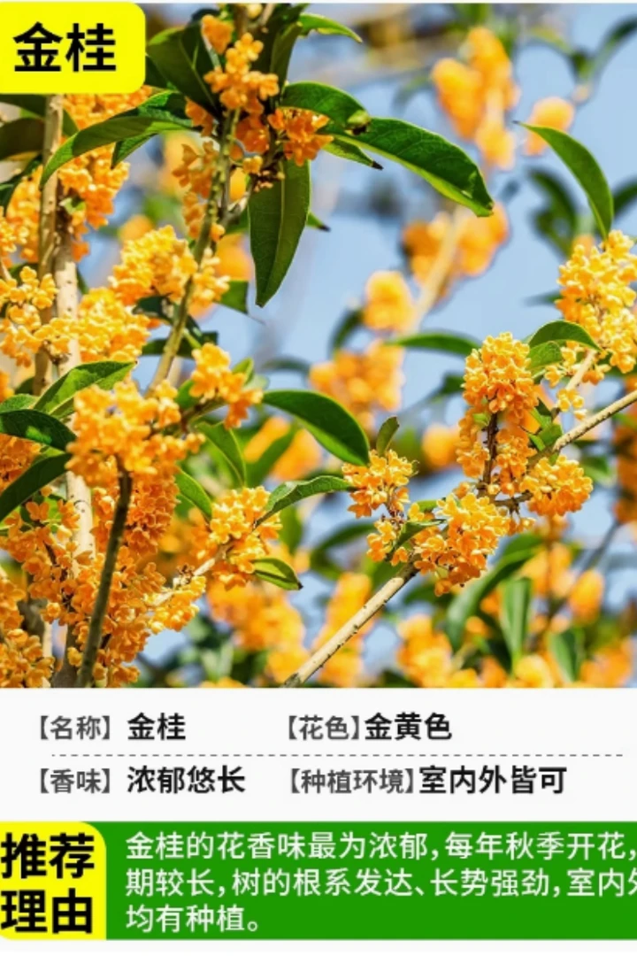 多规格四季桂花树》盆栽带香味好养适合室内外阳台庭院种植