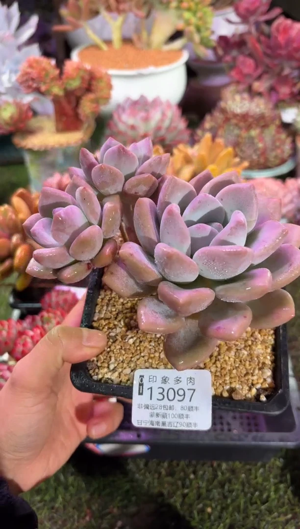 【闪购商品】13097