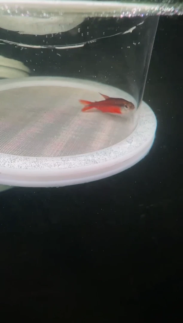 灯科鱼树**流15-30 D10超红3cm左右（不包黑点/轻微瘦）1条
