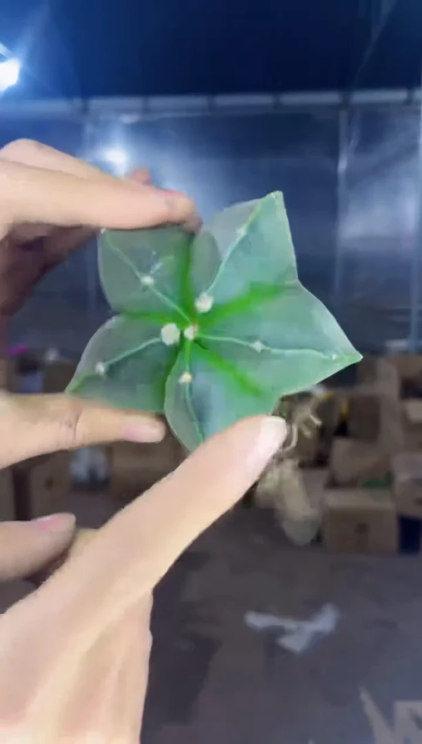 【闪购商品】3颗 实生根 鸾凤玉 5-7cm