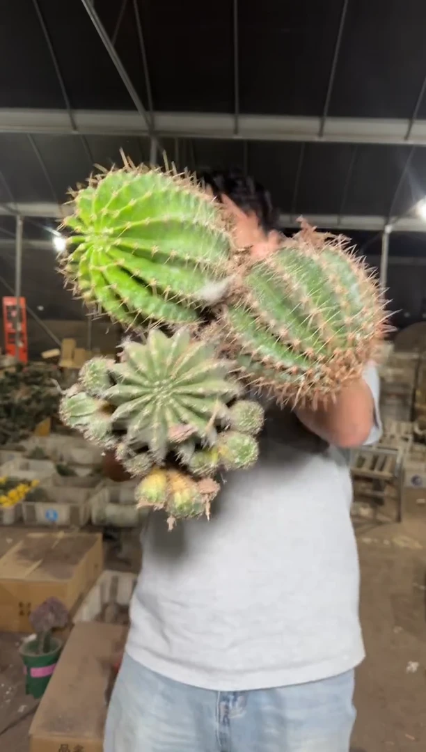 3颗 大金刚彩草 不指定带崽8-11cm