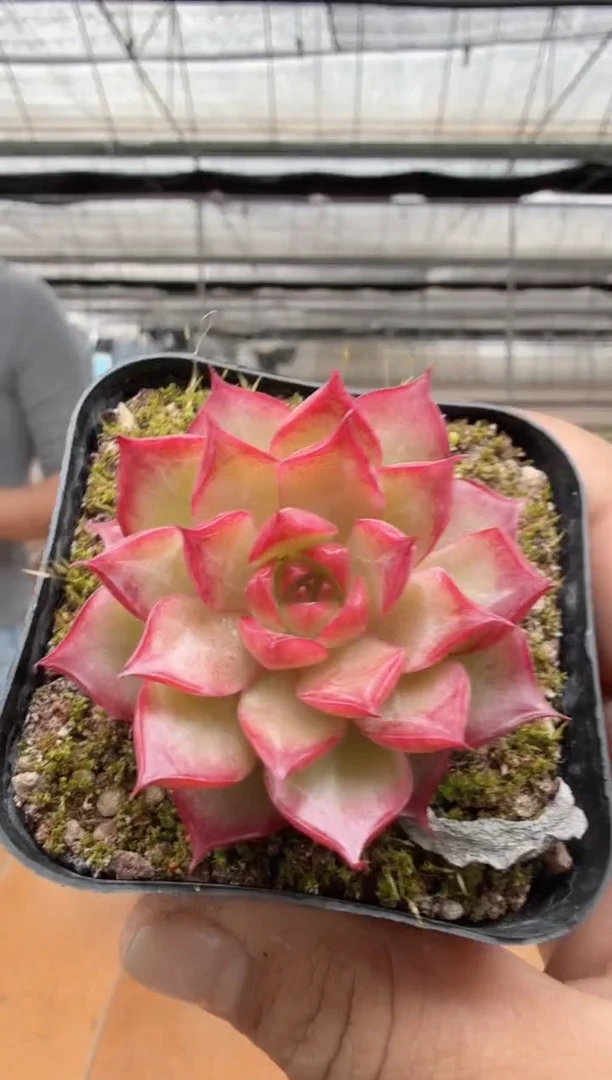 东云多肉园二店-57