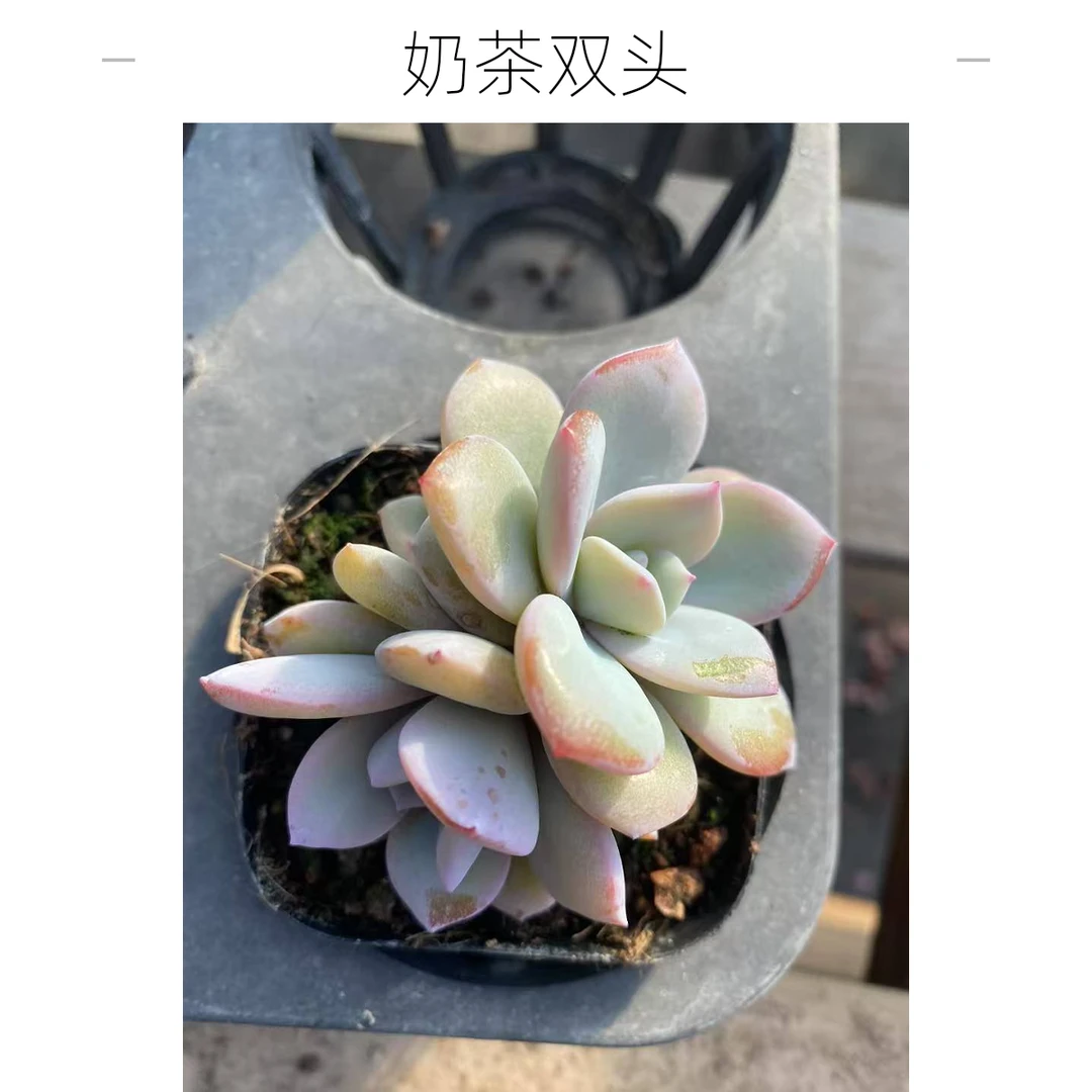 奶茶双头十方盆实物以直播间为准满20包邮